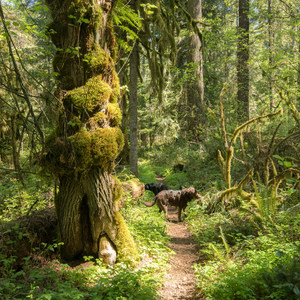 South Willamette Trail Hike