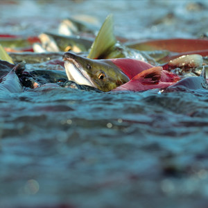 Meet the Wild Salmon Center