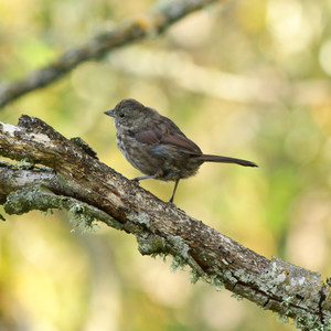 William L. Finley National Wildlife Refuge, Snag Boat Bend Unit