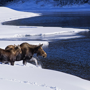 Snake River Snowshoe via Jackson Lake Dam