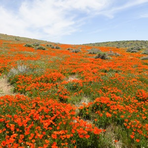 Antelope Valley Poppy Reserve