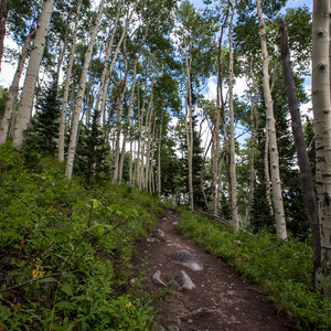 Lake Solitude Trail Hike