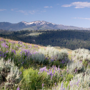 Specimen Ridge Trail