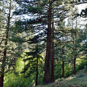 Davis Creek Campground