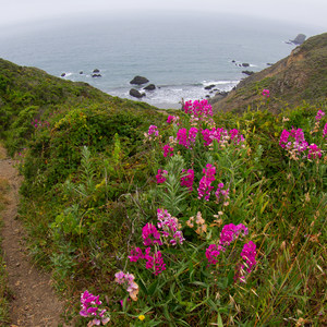 Coastal Trail, Rodeo Beach to Muir Beach