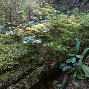 Winberry Divide Trail to Eugene to Crest Trail Loop