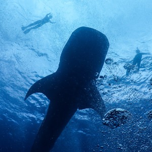Diving with Whale Sharks