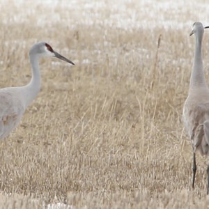 Sandhill Cranes in the Pacific Northwest