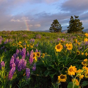 11 Scenic Locations for Wildflowers Near Portland