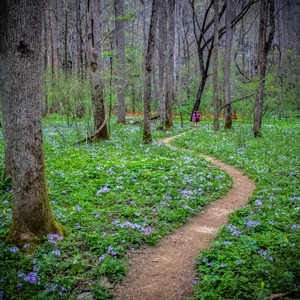 10 Incredible Wildflower Hikes in Great Smoky Mountains National Park