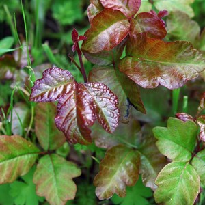 Poison Oak + Poison Ivy: What You Need to Know