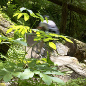 Goodman Creek Trail Mountain Bike Ride