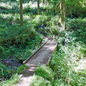 South Willamette Trail + Lower Hardesty Mountain Bike Ride