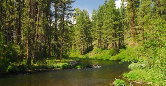 Metolius River Trail