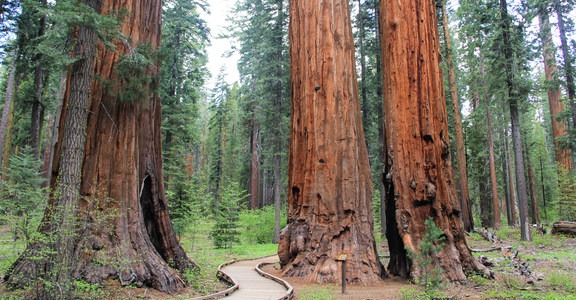 Calaveras Big Trees State Park