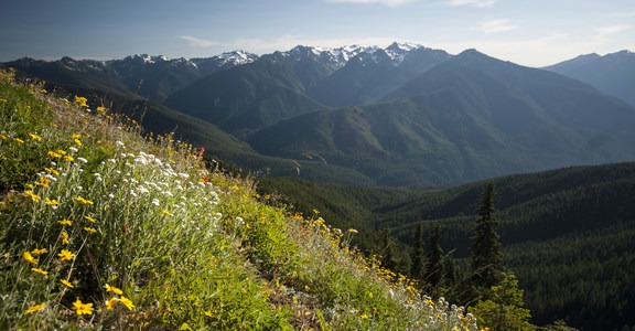 Hurricane Hill Trail
