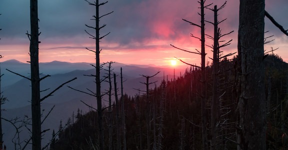 Mount LeConte via Trillium Gap + Boulevard Trail