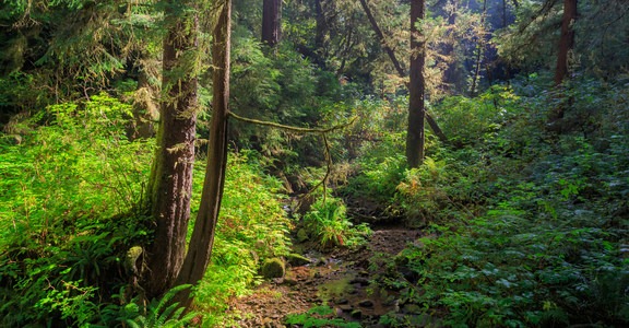 Oregon Coast Trail Section 3