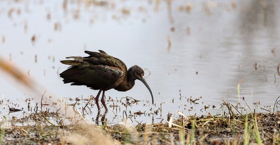 Cameron Prairie Pintail Nature Drive + Boardwalk Trail