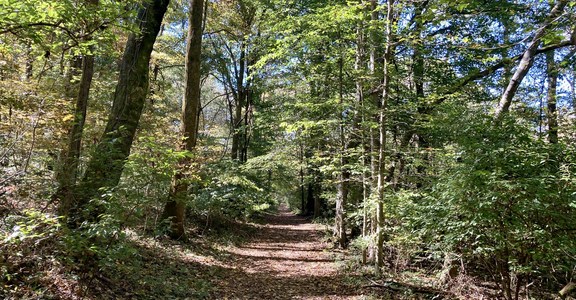 Warner Red, White + Blue Loop (Freedom Loop)