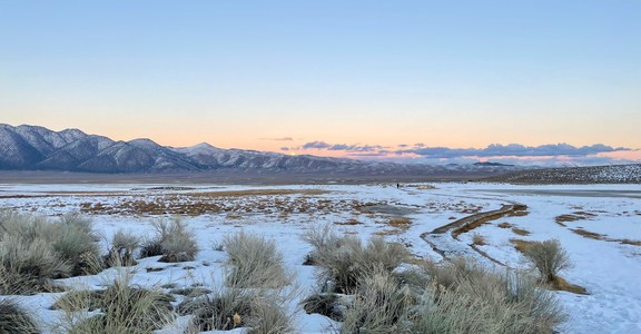 Wild Willy's Snowshoe