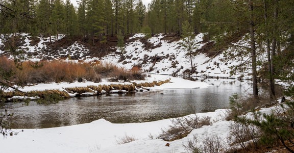 Big Tree Loop via Cougar Woods Trail