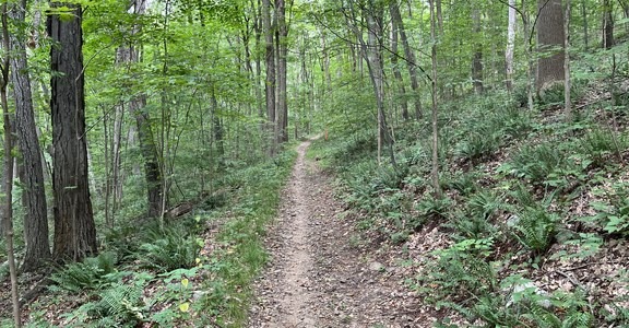 Waterloo - Cardiac Loop