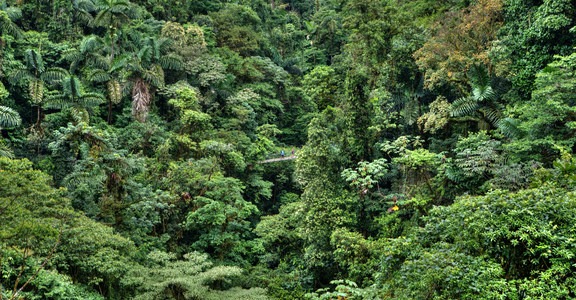 Mistico Arenal Hanging Bridges Park