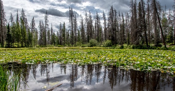 Lily Pad Lake via Salt Lick Trailhead