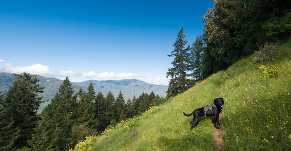 Cloverpatch Trail Hike