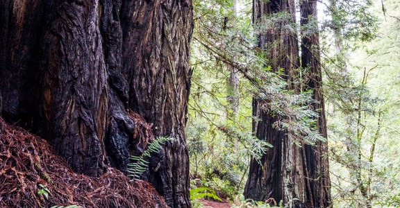 Redwood Nature Trail