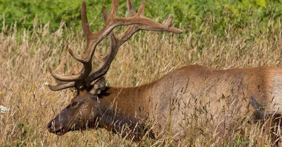 Prairie Creek Roosevelt Elk