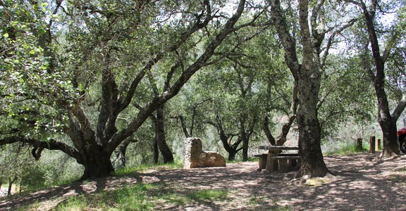 Live Oak Campground