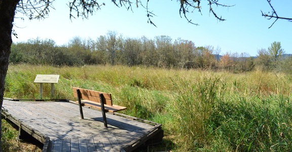 Jackson-Frazier Wetland