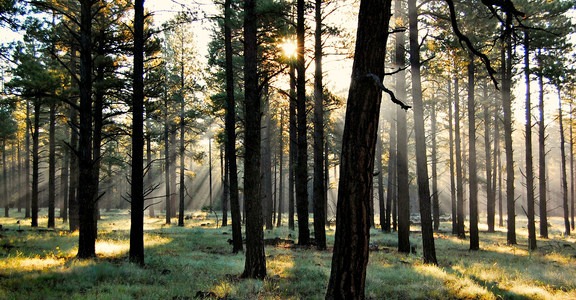 Humphreys Peak Trail