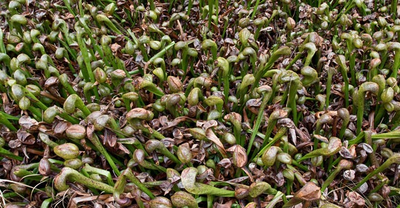 Darlingtonia State Natural Site