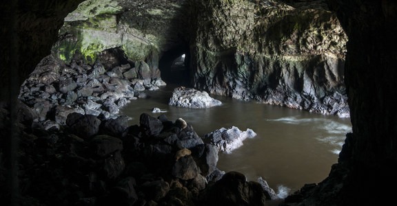Sea Lion Caves