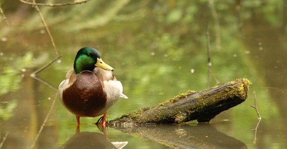 Pittock Bird Sanctuary Nature Trail