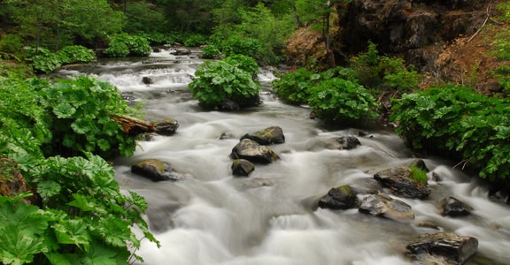 Cabin Creek Campsites