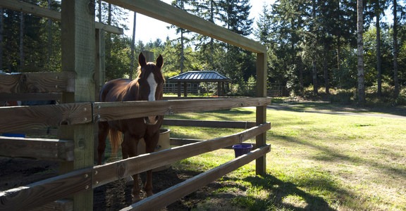 Hares Canyon Horse Camp