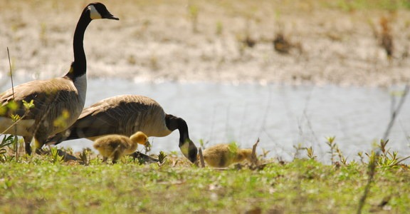 Oaks Bottom Hiking Trails