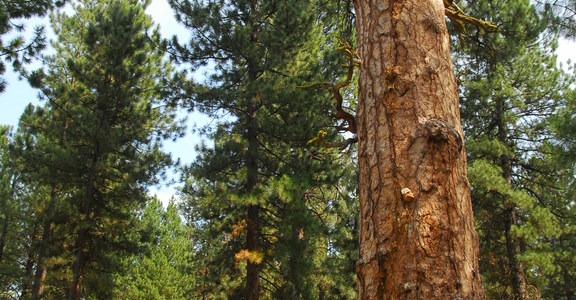 Big Tree Ponderosa Pine