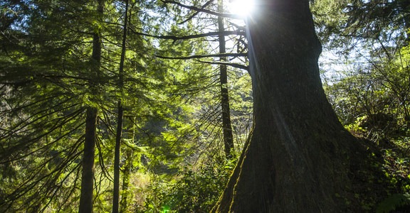 Saving Oregon's State Forests