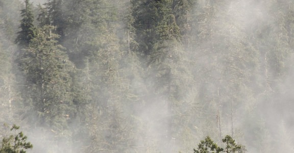 Hoh Rain Forest's Sitka Nature Trail