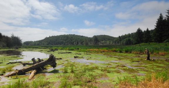 Netul River/South Slough Loop Trail