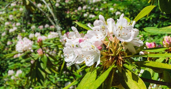 Rhododendron State Park