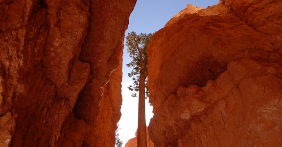 Navajo + Queen's Garden Loop Trail