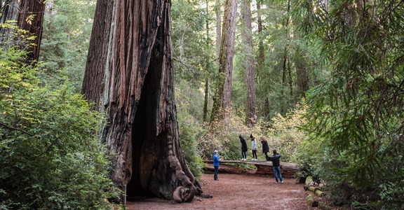 Redwood Hiking Trail