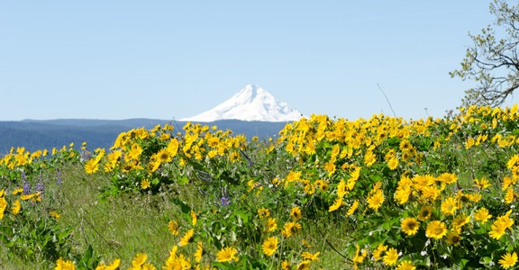 Memaloose Hills Trail