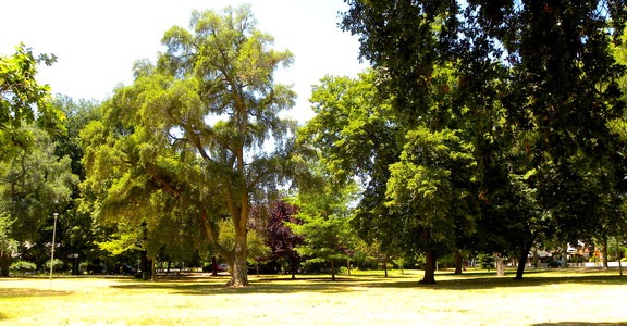 McKinley Park